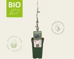 Rubus fruticosus 'Black Satin' - BIO