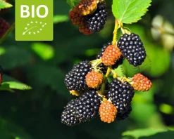 Rubus fruticosus 'Black Satin' - BIO