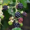 Rubus fruticosus 'Himalaya'