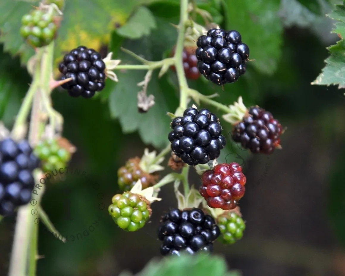 Rubus fruticosus 'Himalaya'