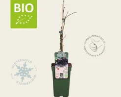 Rubus fruticosus 'Thornless Evergreen' - BIO