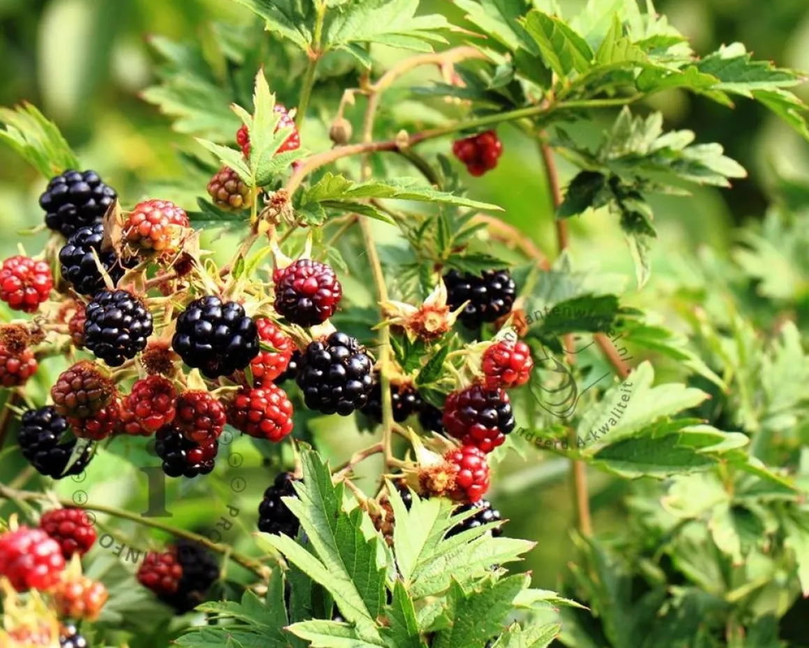 Rubus fruticosus 'Thornless Evergreen'