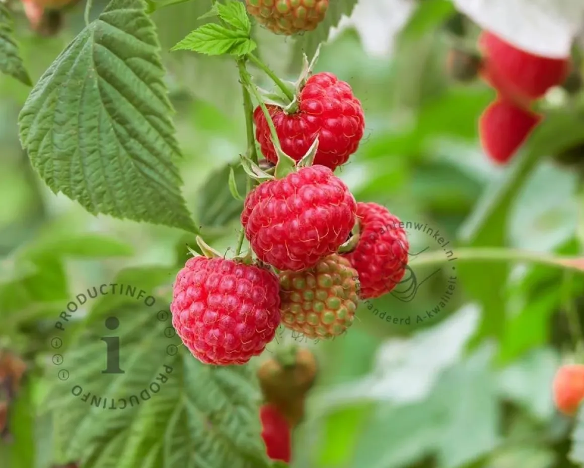 Rubus idaeus 'Autumn Bliss'