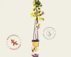 Rubus idaeus 'Fallgold'
