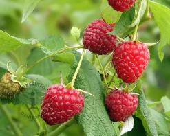 Rubus idaeus 'Glen Ample'
