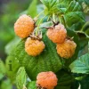Rubus idaeus 'Golden Everest'