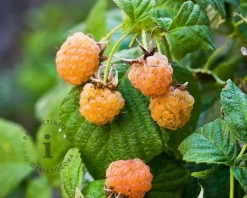Rubus idaeus 'Golden Everest'