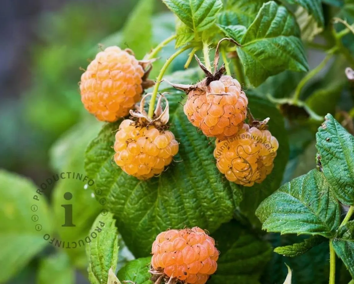 Rubus idaeus 'Golden Everest'