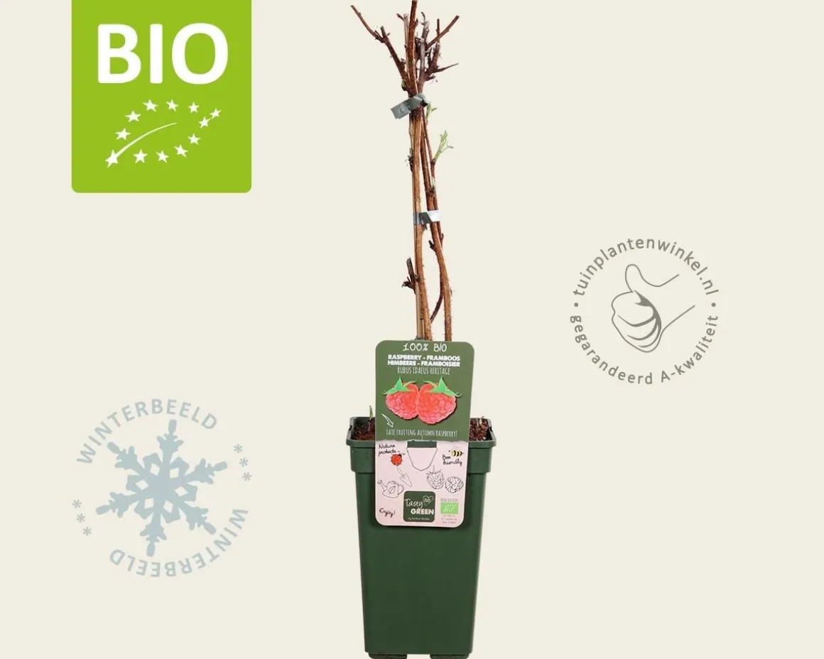 Rubus idaeus 'Heritage' - BIO