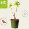 Rubus idaeus Lowberry 'Good As Gold' - BIO
