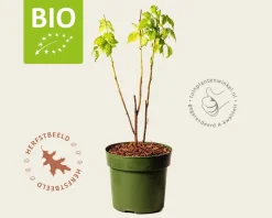 Rubus idaeus Lowberry 'Good As Gold' - BIO