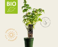 Rubus idaeus Lowberry 'Good As Gold' - BIO