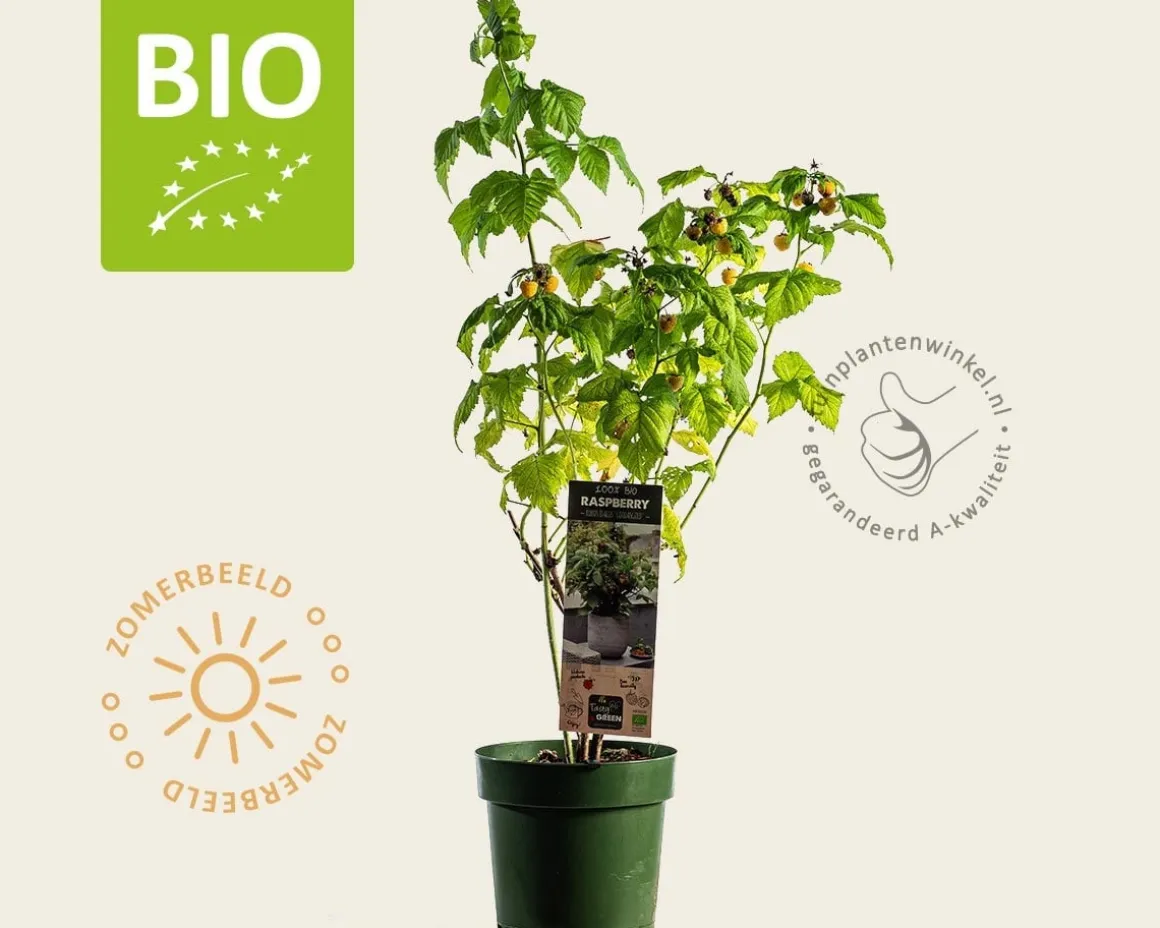 Rubus idaeus Lowberry 'Good As Gold' - BIO