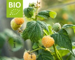 Rubus idaeus Lowberry 'Good As Gold' - BIO