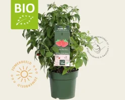 Rubus idaeus Lowberry 'Little Sweet Sister' - BIO