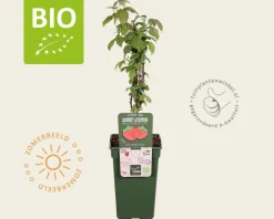Rubus idaeus 'Malling Promise' - BIO
