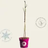 Rubus idaeus 'Raspbeary'