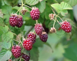 Rubus idaeus 'Raspbeary'