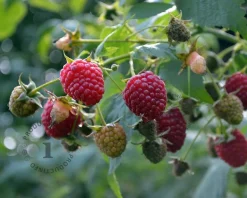 Rubus idaeus 'Schönemann'