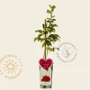 Rubus idaeus 'Tulameen'