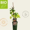 Rubus idaeus Twotimer 'Sugana Yellow' - BIO