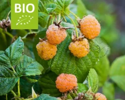 Rubus idaeus Twotimer 'Sugana Yellow' - BIO