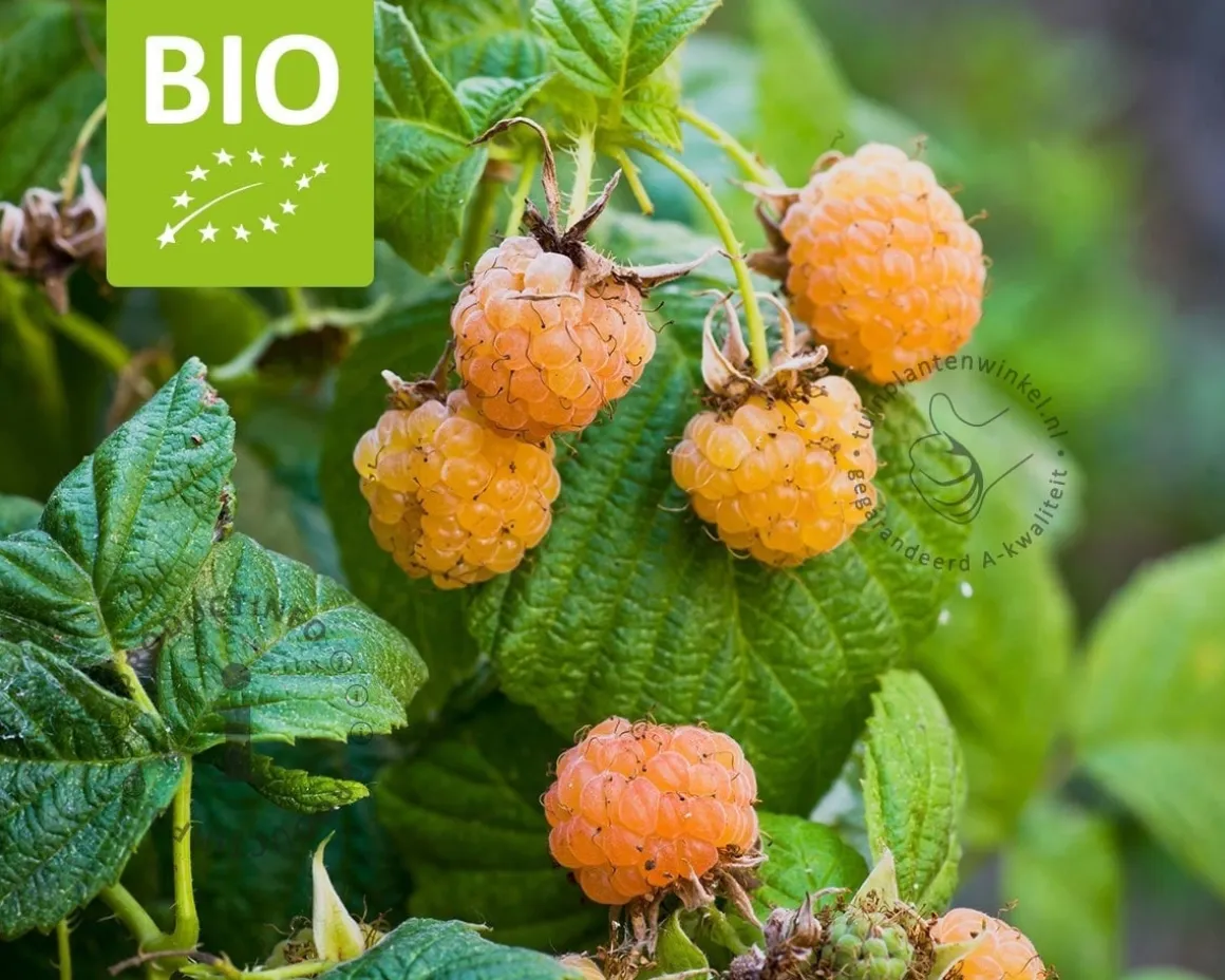 Rubus idaeus Twotimer 'Sugana Yellow' - BIO