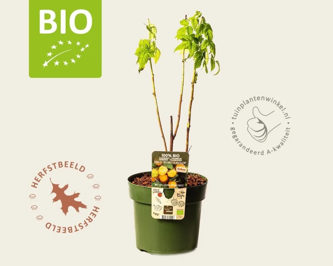 Rubus idaeus Twotimer 'Sugana Yellow' - BIO