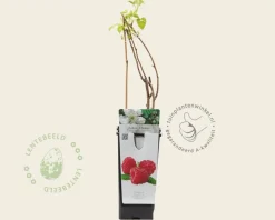 Rubus idaeus 'Zefa Herbsternte'