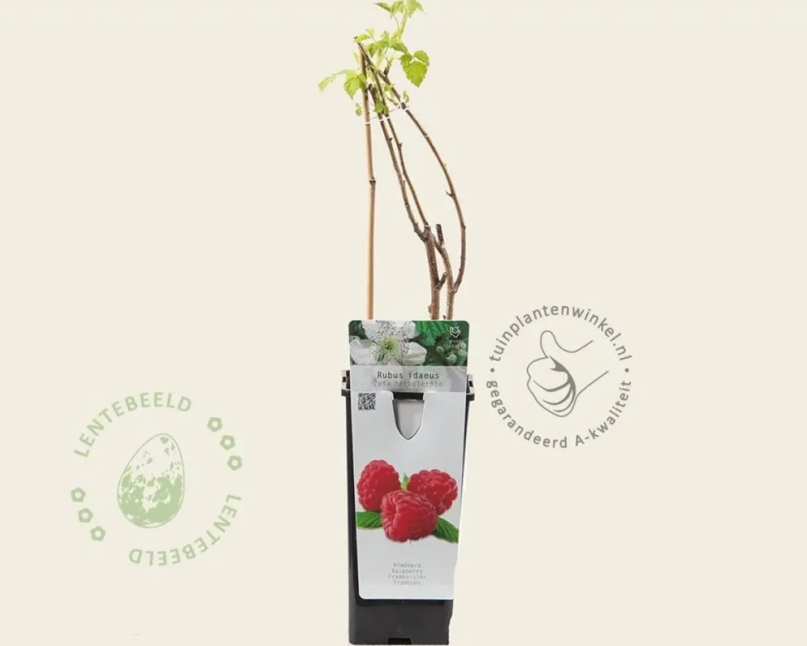 Rubus idaeus 'Zefa Herbsternte'