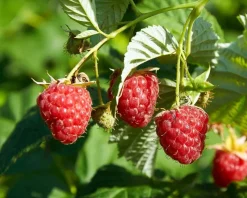 Rubus idaeus 'Zefa Herbsternte'