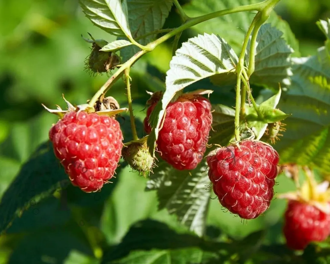 Rubus idaeus 'Zefa Herbsternte'