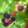 Rubus occidentalis 'Black Jewel'