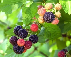 Rubus occidentalis 'Black Jewel'
