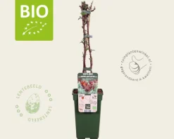 Rubus phoenicolasius - BIO