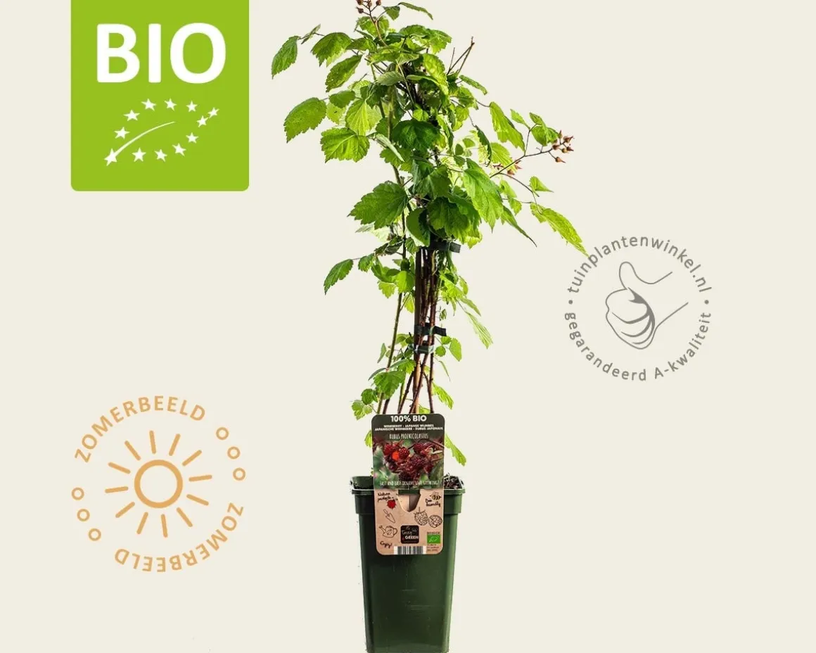Rubus phoenicolasius - BIO