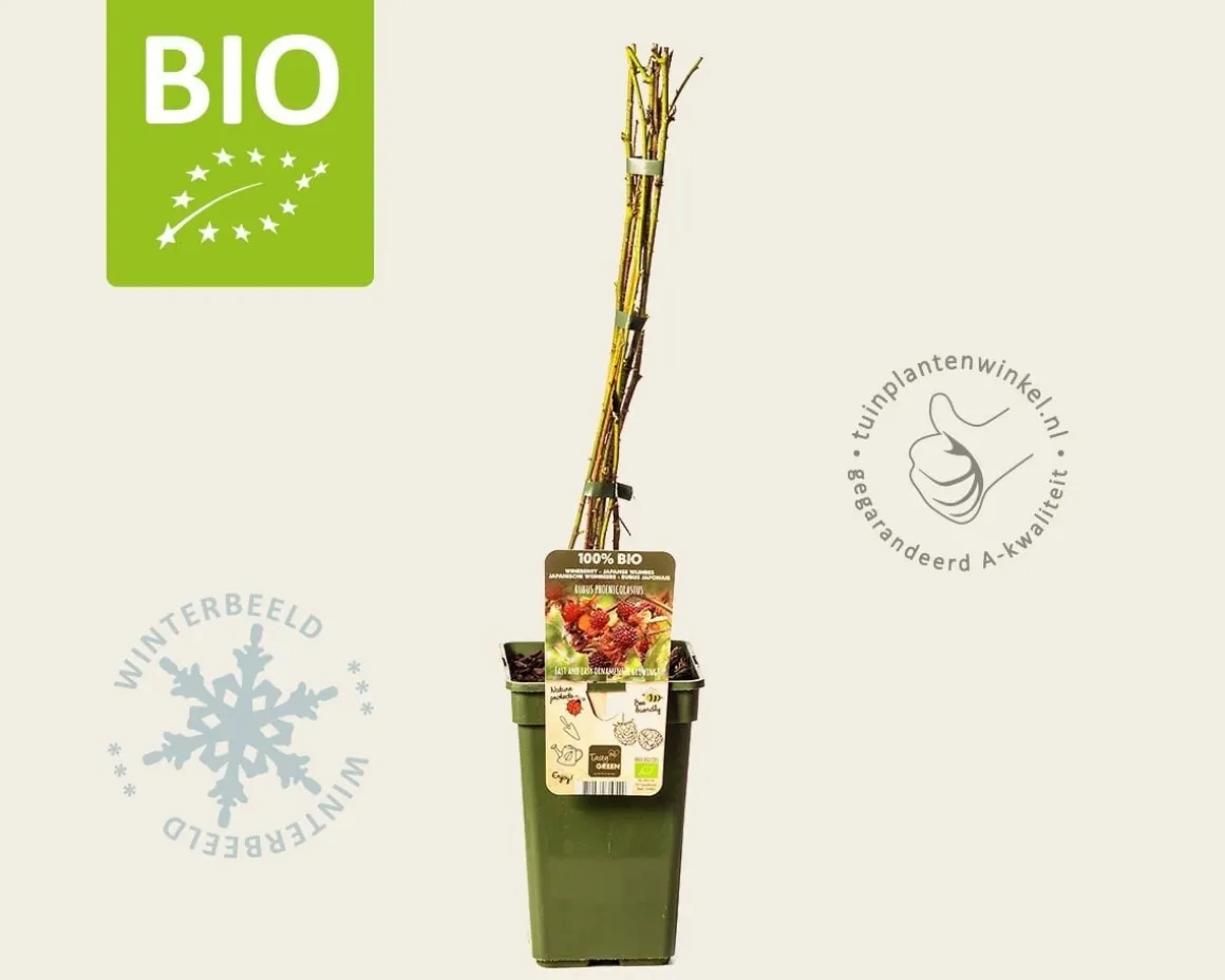 Rubus phoenicolasius - BIO