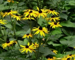 Rudbeckia fulgida 'Goldsturm'