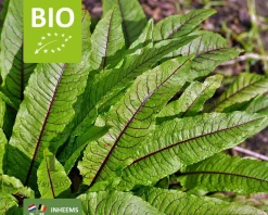 Rumex sanguineus Puur