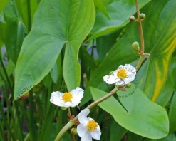 Sagittaria latifolia