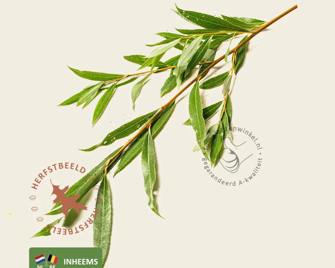 Salix alba