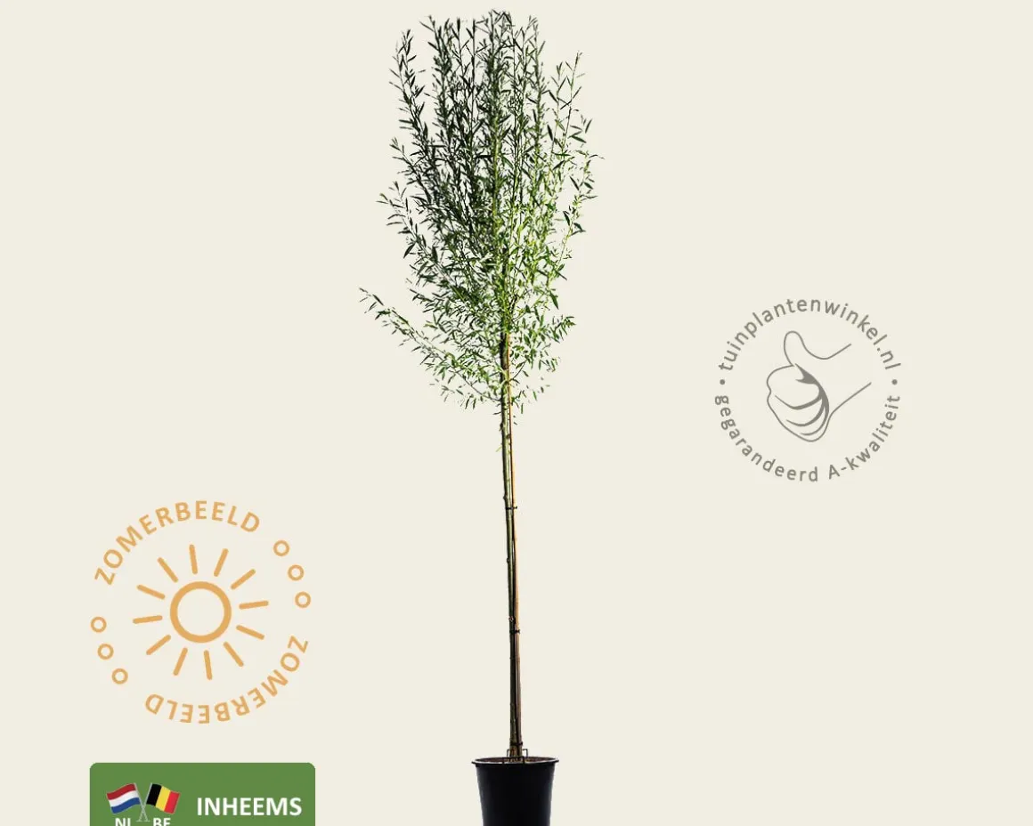 Salix alba