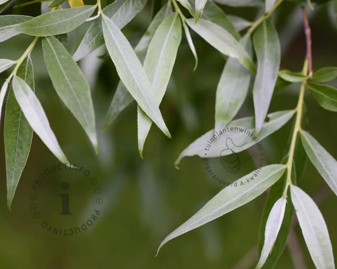 Salix alba 'Belders'