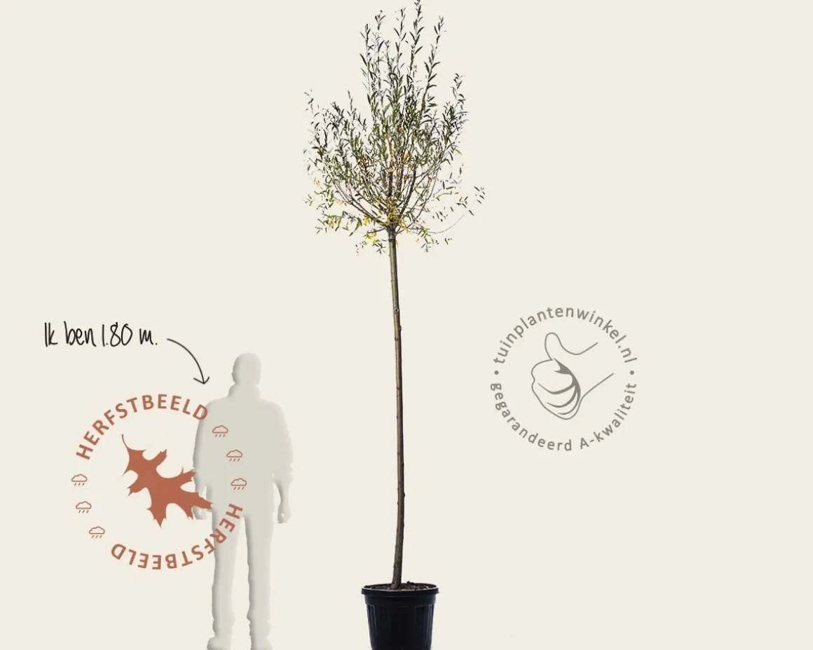 Salix alba 'Belders'