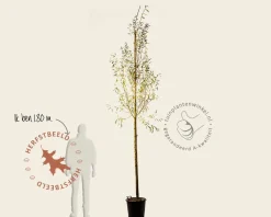 Salix alba 'Chermesina'