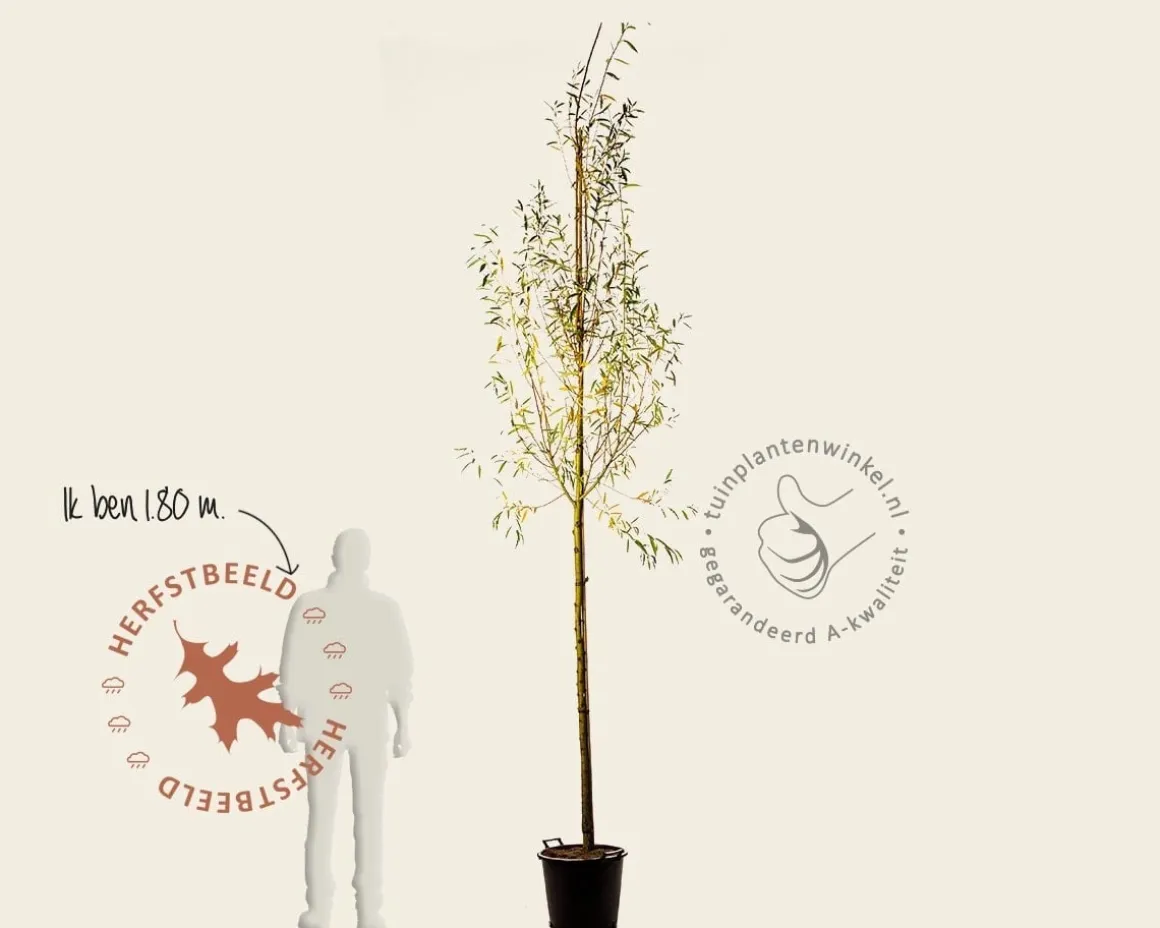 Salix alba 'Chermesina'