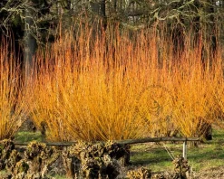 Salix alba 'Chermesina'
