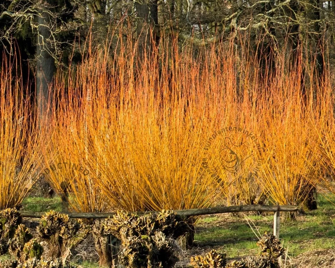 Salix alba 'Chermesina'