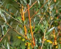 Salix alba 'Chermesina'