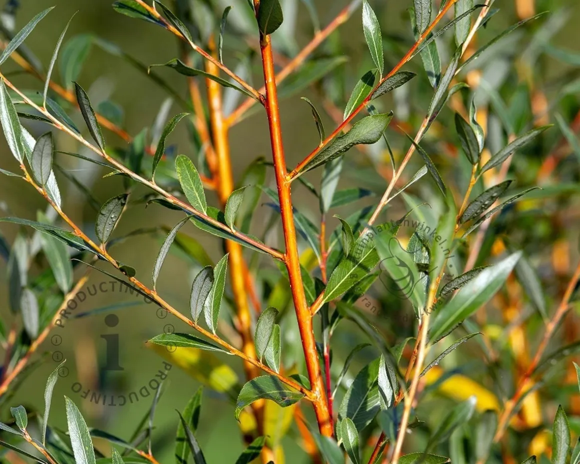 Salix alba 'Chermesina'
